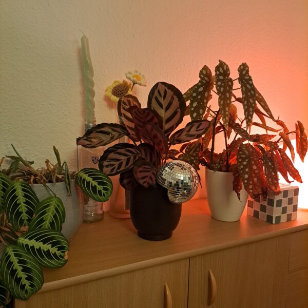 20240603_231150~2 Floating plant disco ball