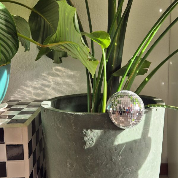 20241223_122007-EDIT Floating plant disco ball