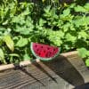 20260425_135843-EDIT Disco watermelon (+ Plant een Olijfboom donation)